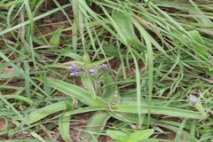 Cyanotis tuberosa
